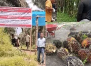 Klaim Sepihak dan Dugaan Pencurian TBS, Kebun Sawit Simarmata Dipasang Spanduk Larangan