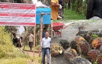 Klaim Sepihak dan Dugaan Pencurian TBS, Kebun Sawit Simarmata Dipasang Spanduk Larangan
