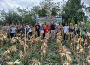 Lahan Tidur Jadi Mesin Uang” BUMDes Maju Jaya Gumanti Cetak Sukses Panen Jagung Perdana 2026