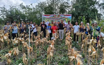 Lahan Tidur Jadi Mesin Uang” BUMDes Maju Jaya Gumanti Cetak Sukses Panen Jagung Perdana 2026