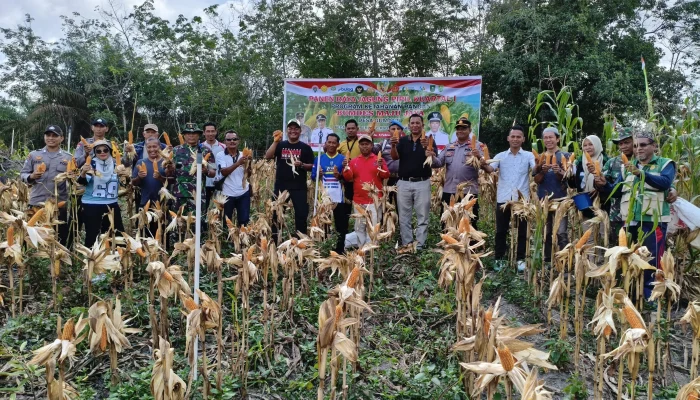 Lahan Tidur Jadi Mesin Uang” BUMDes Maju Jaya Gumanti Cetak Sukses Panen Jagung Perdana 2026