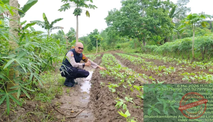 Dukung Ketahanan Pangan, Bhabinkamtibmas Polsek Lirik Pantau Lahan Jagung BUMDes Barokah