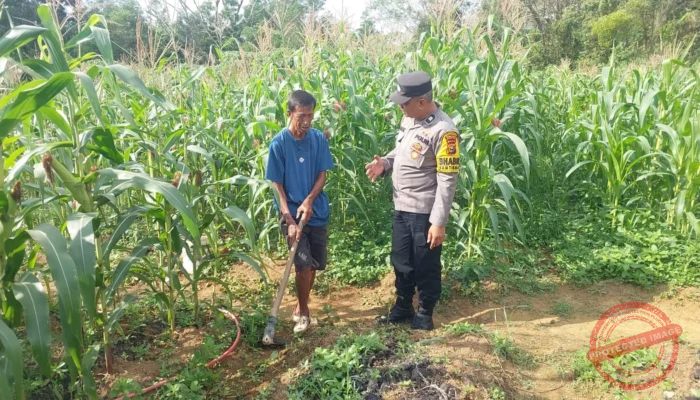 Jaga Ketahanan Pangan, Polsek Lirik Pantau Pertumbuhan Jagung Pipil di Lahan Binaan