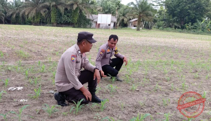 Begini Jurus Personel Polsek Kelayang Wujudkan Ketahanan Pangan Nasional