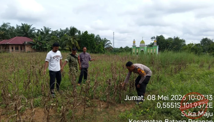 Sinergi Kawal Ketahanan Pangan, Polsek Peranap Evaluasi Gagal Panen di Desa Sukamaju