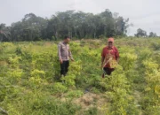 Sinergi Polri dan Petani, Kapolsek Peranap Pantau Langsung Ketahanan Pangan Cabai di Desa Sencano Jaya