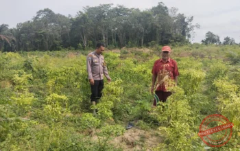 Sinergi Polri dan Petani, Kapolsek Peranap Pantau Langsung Ketahanan Pangan Cabai di Desa Sencano Jaya