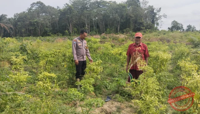 Sinergi Polri dan Petani, Kapolsek Peranap Pantau Langsung Ketahanan Pangan Cabai di Desa Sencano Jaya