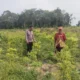 Sinergi Polri dan Petani, Kapolsek Peranap Pantau Langsung Ketahanan Pangan Cabai di Desa Sencano Jaya