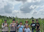 Kapolsek Tembilahan Aktif Pantau Perkembangan Jagung, Wujud Nyata Dukungan Swasembada Pangan
