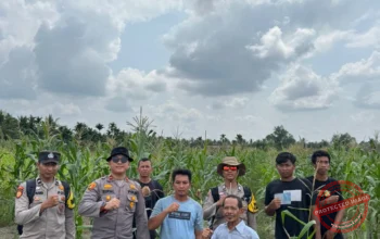 Kapolsek Tembilahan Aktif Pantau Perkembangan Jagung, Wujud Nyata Dukungan Swasembada Pangan