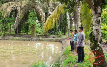 “Wujudkan Ketahanan Pangan Nasional, Bhabinkamtibmas Polsek LBJ Dampingi Kelompok Bina Tani Sejahtera”