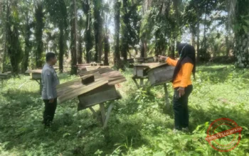 DDS Bhabinkamtibmas Polsek Kelayang, Polisi Cinta Petani dan Manisnya