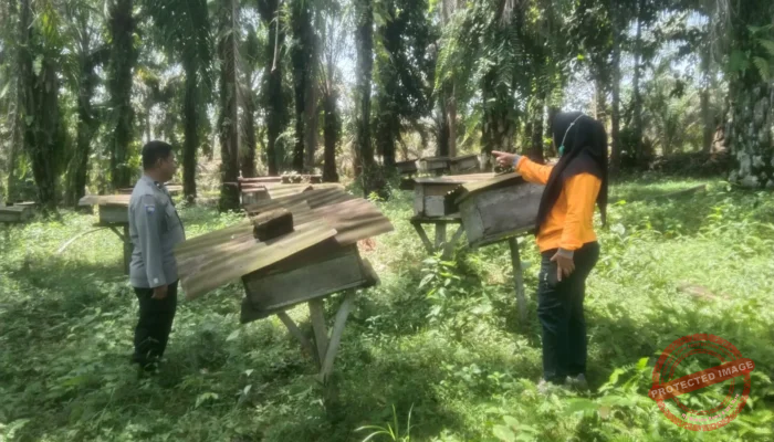 DDS Bhabinkamtibmas Polsek Kelayang, Polisi Cinta Petani dan Manisnya